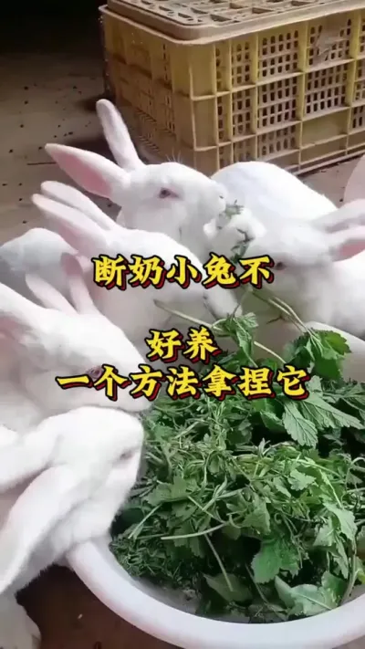 断奶小兔不好养，一个方法拿捏它 #肉兔养殖 #养兔 #兔子 #养兔技术交流中心 #养兔三分靠管理七分靠技术