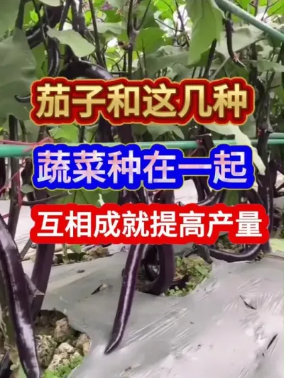 茄子和这几种蔬菜种在一起互相成就提高产量 #茄子种植 #农业种植 #三农 #种植小技巧 #分享农业知识帮农民增产增收