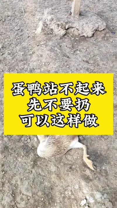 蛋鸭站不起来，不要扔#养鸭人 #肉鸭养殖 #禽病技术指导 #养鸭 #番鸭