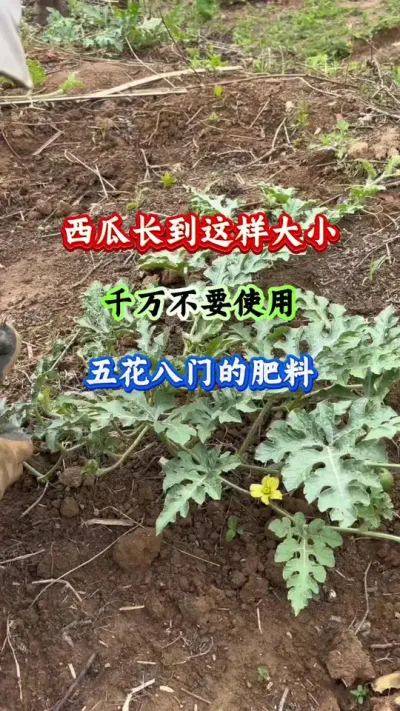 西瓜种植 西瓜长到这样大小千万不要使用五花八门的肥料 #西瓜管理 #西瓜高产 #西瓜种植