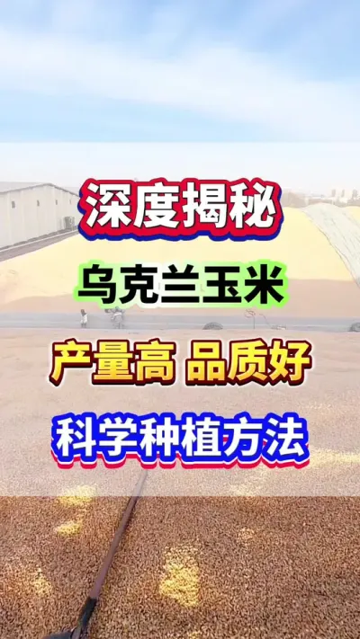 深度揭秘乌克兰种植玉米产量高，品质好，科学种植方法！#玉米种植 #玉米高产 #玉米种植管理技术 #种玉米 #玉米施肥