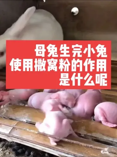 母兔生完小兔，撒窝粉的作用是什么？为什么能提高小兔的成活率呢 #养兔人 #兔子#养殖#三农#养兔子