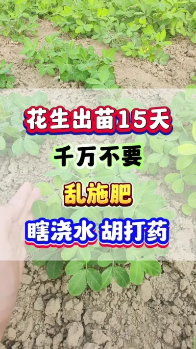 花生出苗15天，千万不要乱施肥，瞎浇水，胡打药！ #花生种植 #花生高产 #花生浇水 #花生施肥