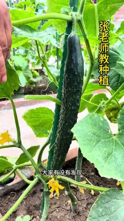 一个黄瓜须浪费的营养比一个黄瓜还要多#农业种植 #关注我一起学种菜 #黄瓜 #黄瓜种植