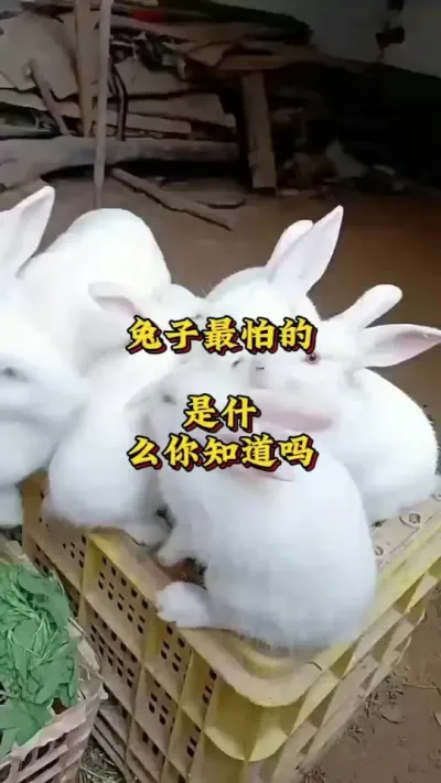 兔子最怕的是什么？你知道吗？ #养兔人 #兔子 #肉兔养殖 #养兔技术#养兔三分靠管理七分靠技术