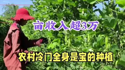 农村冷门&ldquo;暴利&rdquo;种植，亩产3000斤，1斤15元，全身都是宝 #农村致富好项目 #返乡创业新农人 #三农种植 #四棱豆 #抖音助农