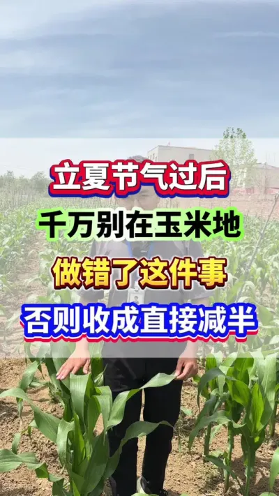 立夏节气之后，千万别在玉米地里做错这件事，否则收成直接减半！#玉米种植 #玉米施肥 #玉米种植技术  #玉米高产 #种玉米