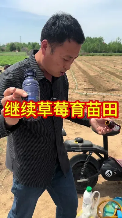 #草莓育苗技术交流指导 #草莓苗种苗