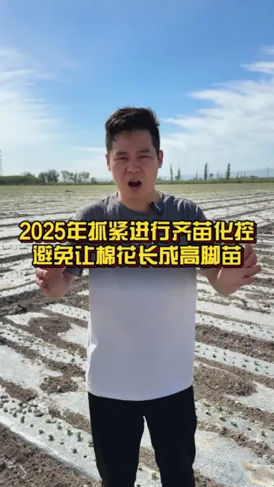 2025年抓紧进行齐苗化控，避免让棉花长成高脚苗！ #高脚苗 #齐苗化控 #棉花种植专家讲座 @抖音小助手