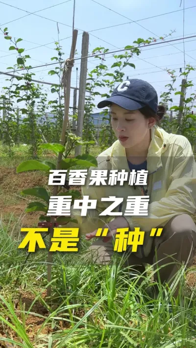 百香果种植，别人巡园你也巡园，你知道巡点什么？看点什么吗？#农业种植小知识 #百香果#百香果种植技术#黄金百香果 #海南百香果