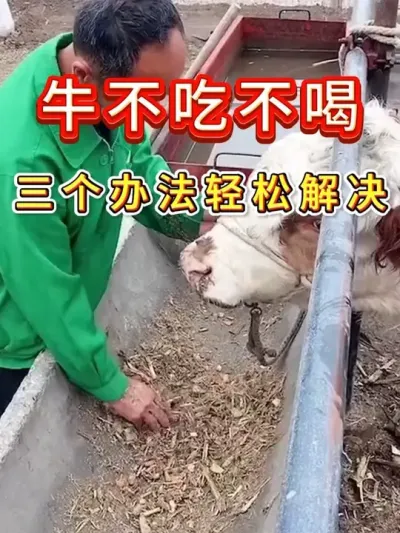 牛不吃不喝三个办法轻松解决 #养牛人 #三农 #养牛 #养殖