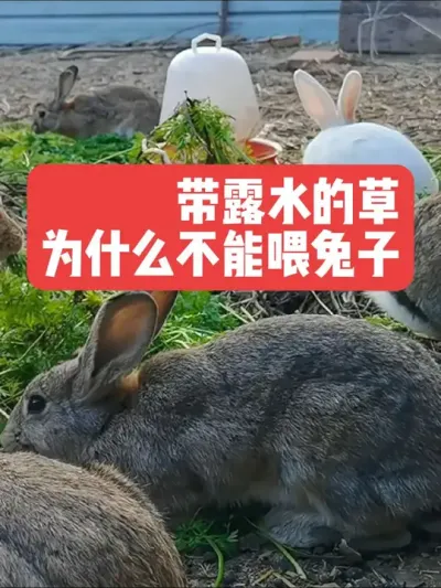 带露水的草，为什么不能喂兔子 #三农#养殖#兔子#养兔人#喂兔子