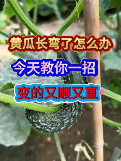 黄瓜长弯了怎么办今天教你一招变的又顺又直 #黄瓜种植 #农业种植 #种植小技巧 #三农 #分享农业知识帮农民增产增收