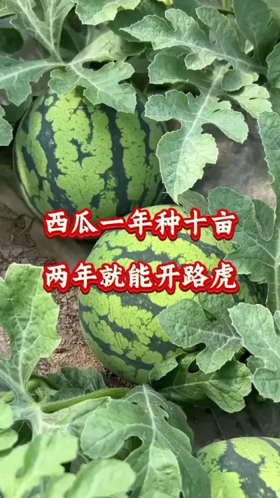 西瓜种植 西瓜一年种十亩两年就能开路虎 #西瓜种植 #西瓜管理 #西瓜高产