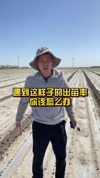 遇到这样子的出苗率，你该怎么办？ #棉花种植专家讲座 #棉花种植技术 #关注我每天分享种植知识 @抖音小助手