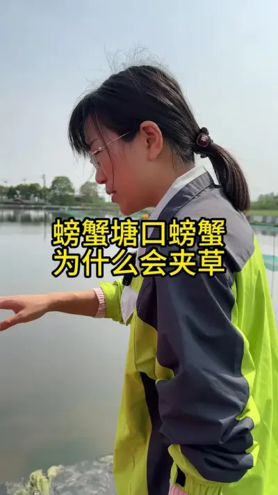 螃蟹塘口螃蟹为什么会夹草！！！ #渔多多养殖模式 #新农人计划2025 #龙虾养殖 #大闸蟹养殖 #三农