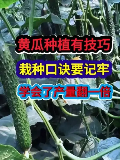 黄瓜种植有技巧栽种口诀要记牢学会了产量翻一倍 #黄瓜种植 #农业种植 #种植小技巧 #三农 #分享农业知识帮农民增产增收