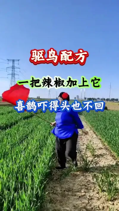 西瓜种植 驱鸟配方一把辣椒加上它喜鹊吓得头也不回 #西瓜种植 #西瓜管理 #驱鸟 #农业种植