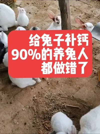 给兔子补钙，90%的养兔人都做错了，你做对了吗？ #养兔人 #兔子#养殖#三农#养兔子