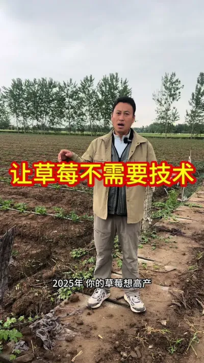 #草莓苗育苗基地 #草莓种植管理技术和方法 #草莓种植