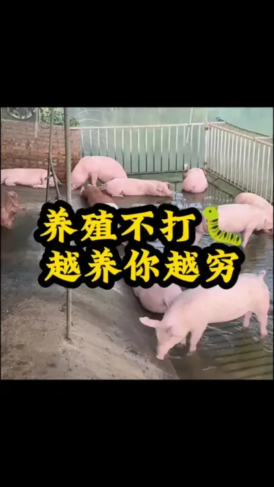 #养猪 #养猪人加油干 #养猪人 #猪喂什么饲料长得最快 #喂猪人的日常生活不容易