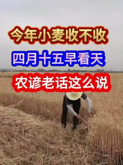 今年小麦收不收四月十五早看天农谚老话这么说 #农业谚语 #农业天气谚语 #农谚 #农谚老话 #农业种植