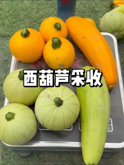西葫芦怎么种结瓜多，采收期如何施肥 