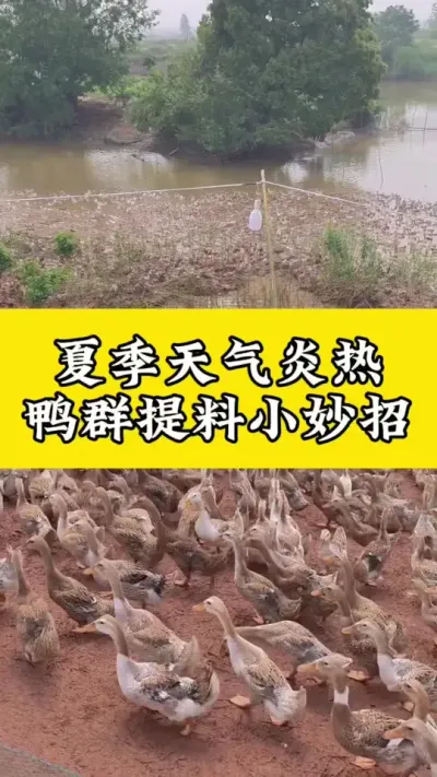 ѼȺС#Ѽ #Ѽշ #Ѽרҵ #ѼС
