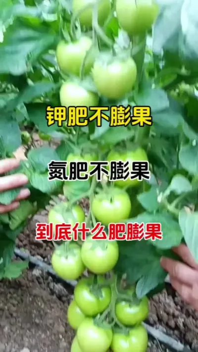 膨果技术，果树膨果，番茄膨果。草莓膨果。往年您种果实膨大慢，不长个，产量低，不用愁，一招搞定#膨果 #膨果肥 #膨果增甜 #番茄种植