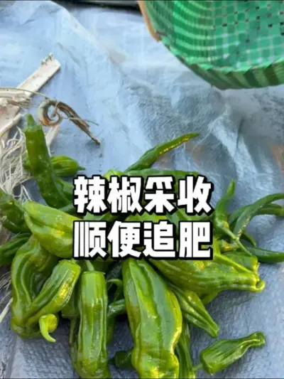 辣椒结果期怎么追肥 