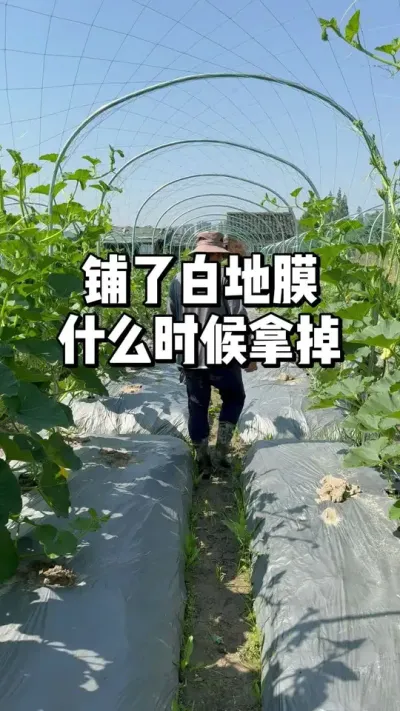 种菜铺了白地膜，什么时候需要拿掉 