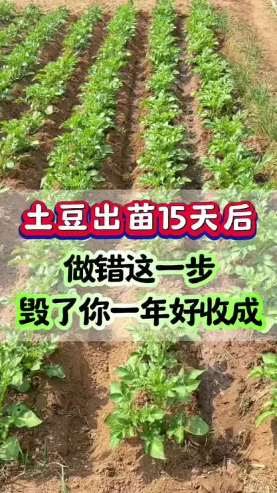 土豆出苗15天后做错这件事会毁了你一年的好收成#土豆高产种植 #栽洋芋 #马铃薯种植 #土豆种植 #种土豆