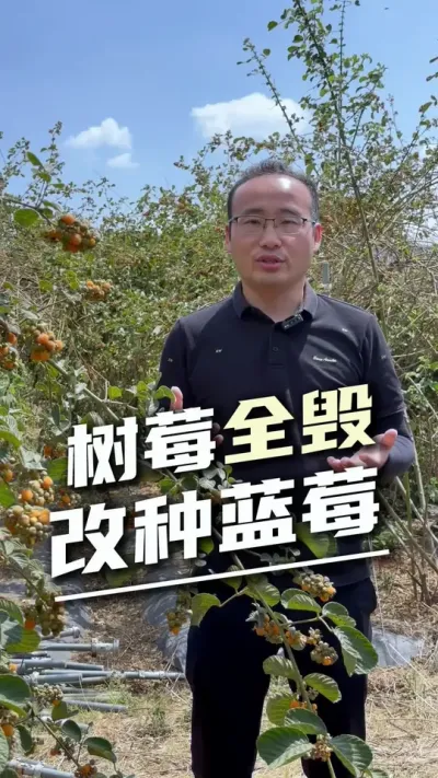 40亩树莓全毁，改种蓝莓，今年能回本吗？#蓝莓种植 #云南蓝莓 #设施农业 #基质盆栽蓝莓
