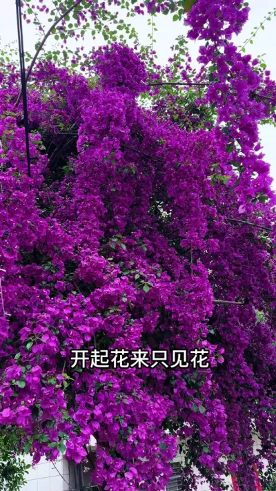 三角梅不开花，光剪掉是没有用的#三角梅#花卉绿植 #种植小技巧