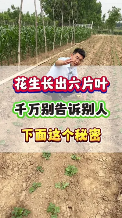 花生长到六片叶，千万别告诉别人下面这个秘密！#花生种植  #花生高产  #花生种植管理技术  #花生施肥