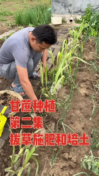 听说甘蔗这样追肥培土，长得很甜又很高，第一次在河南种广西黑皮水果甘蔗，经历严寒终于熬到追肥培土。记录甘蔗种植施肥培土管理全过程#甘蔗 #甘蔗种植 #种植小技巧 #强迫症治愈系 #记录真实生活