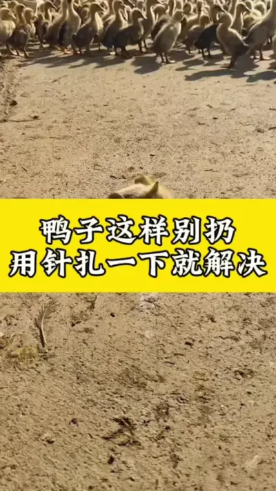 鸭子这样不要扔，用针扎一下就好了#养鸭人 #养鸭技术 #养鸭技术分析 #养鸭流程 #养鸭小妙招