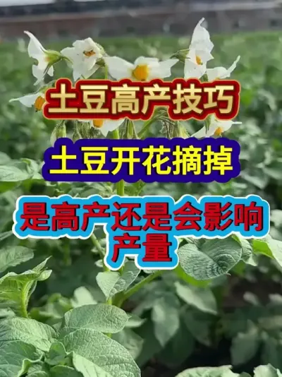 土豆高产技巧土豆开花是摘好还是不摘产量高 #土豆种植 #农业种植 #种植小技巧 #三农 #分享农业知识帮农民增产增收
