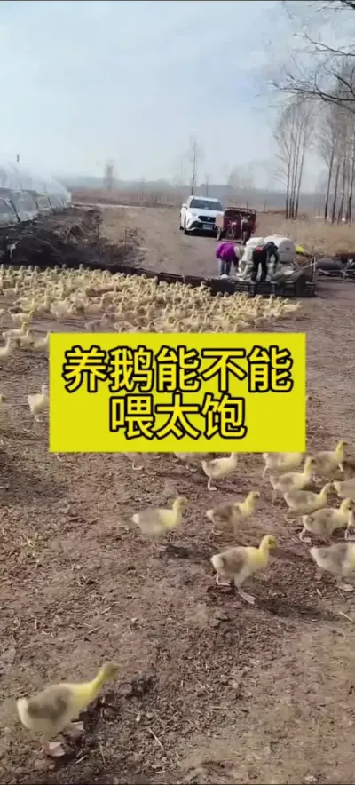 #肉鹅养殖 #养鹅人 #禽病防治 #养鹅流程 #科学养殖