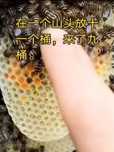 #内容启发搜索 #谌蜜 #诱蜂蜡 ，这个山上放十一个塑料桶，来了九群蜂，一天收九群蜂是什么感觉，来带你们体检一下。@抖音小助手 @DOU+小助手