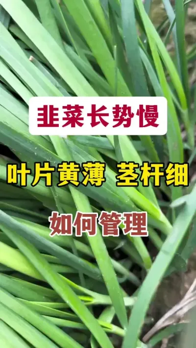韭菜长势慢，叶片黄薄茎杆细，如何管理。#韭菜管理 #韭菜种植方法 #韭菜种植 #韭菜管理技术 #韭菜施什么肥根粗