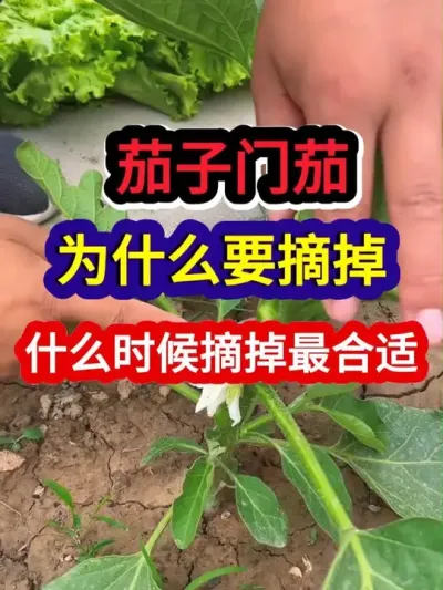 茄子门茄为什么要摘掉什么时候摘掉最合适 #茄子种植 #农业种植 #种植小技巧 #三农 #分享农业知识帮农民增产增收