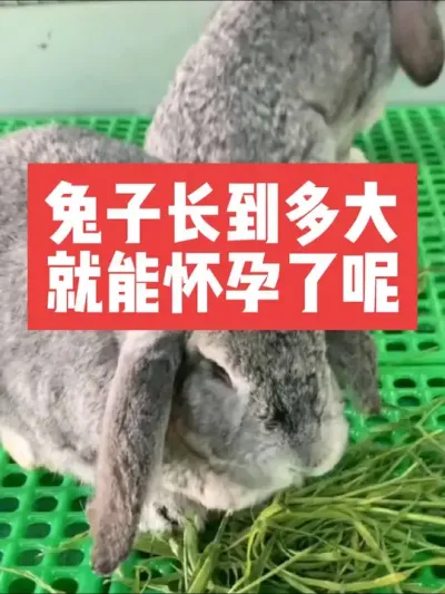 兔子长到多大就能怀孕了呢？ #三农#养殖#兔子#养兔子