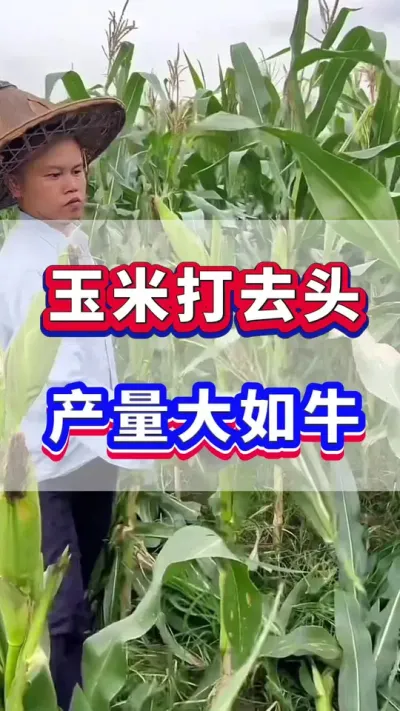 玉米打去头，产量大如牛！ #玉米种植 #玉米高产 #玉米打头 #玉米种植管理技术  #玉米施肥
