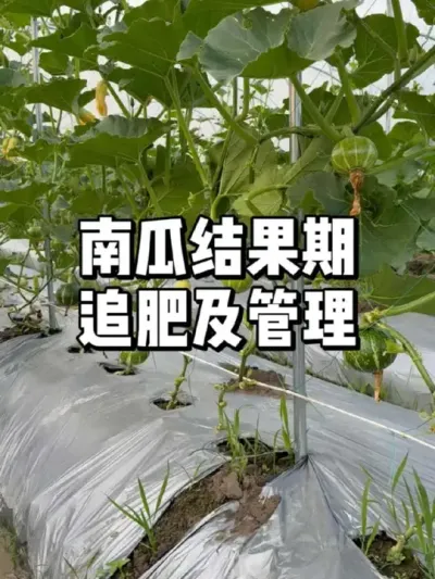 南瓜施肥有讲究，快来掌握这些技巧！ 