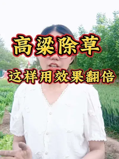 高粱除草需要注意什么？高粱苗后除草剂用对效果翻倍，根据杂草种类选择除草剂，高粱除草您用对了吗？#高粱种植 #高粱除草剂 #高粱除草 #三农 #农业