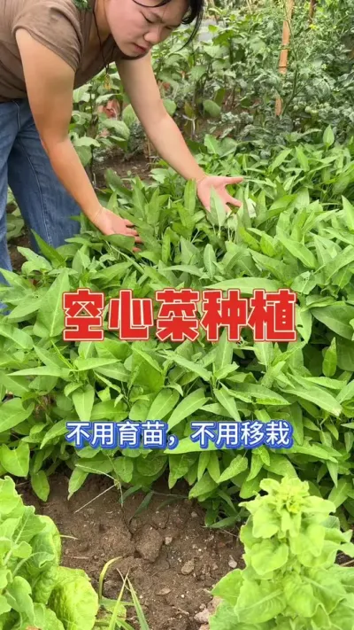空心菜种植，好吃好种#空心菜 #空心菜种子 #种植小技巧 #种菜 #阳台种植