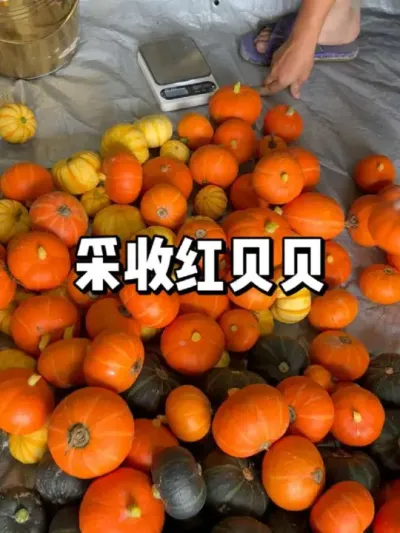 ɫϹϲ #ũ