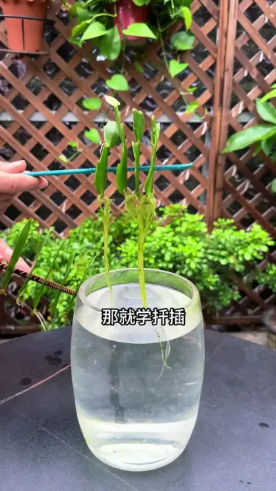 想免费让家里的花越养越多，那就学会扦插#扦插#养花小知识 #花卉绿植