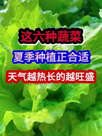 这六种蔬菜夏季种植正合适天气越热长的越旺盛 #蔬菜种植 #蔬菜种植技术 #农业种植 #种植小技巧 #三农